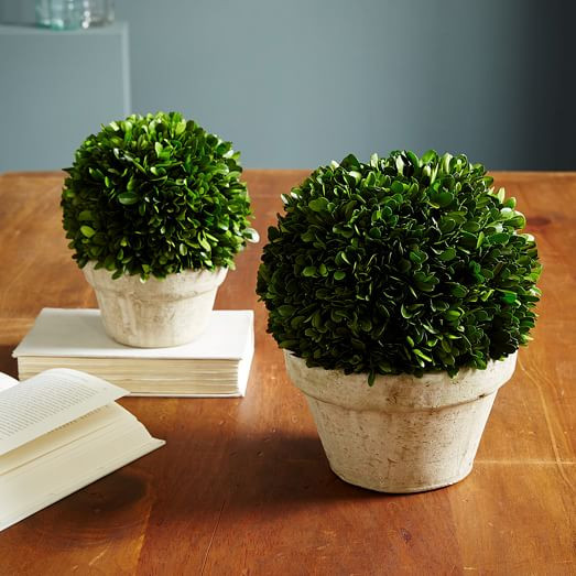 Boxwood Round Trees | West Elm (US)