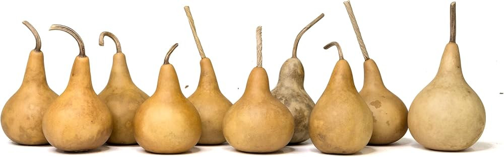 Box of 10 Dried Martin Gourds - 2" Diameter, Gourds for Crafting and Decorating | Amazon (US)