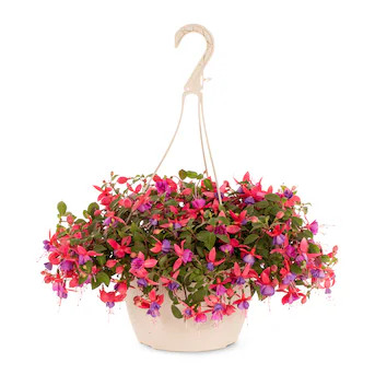 Lowe's Multicolor Fuchsia in 1.5-Gallon Hanging Basket | Lowe's