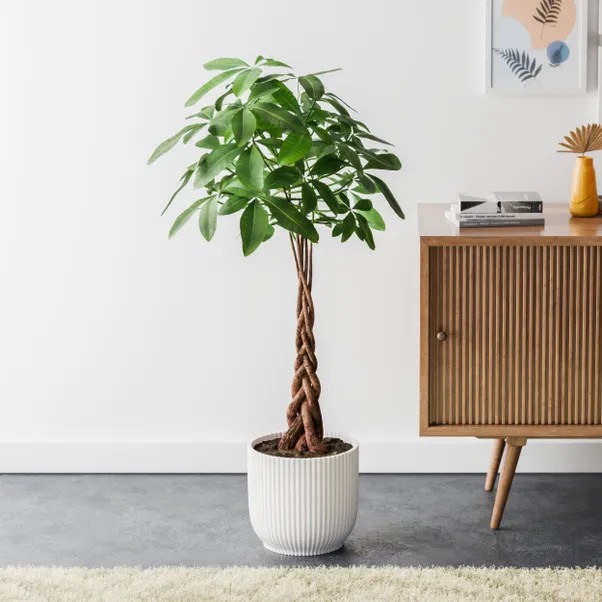 Money Tree House Plant in Elho Pot | Dunelm (migrated)
