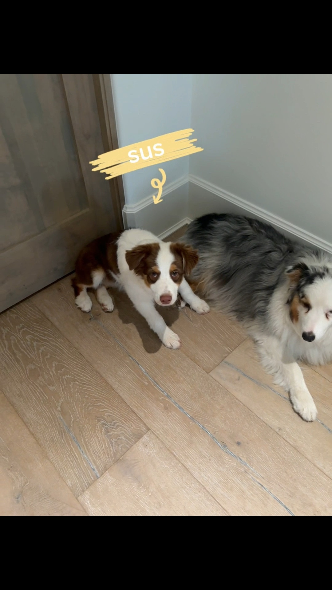 So this happened this morning…😩🤣🥴 Day in the life of having a puppy! Does your dog bring in dead birds and then mess with them?!? Charli doesn't, but our new puppy seems to. She had blood all over her paws and around her mouth 😳 She’s lucky she's so darn cute! 

#LTKPets #LTKFamily #LTKWatchNow