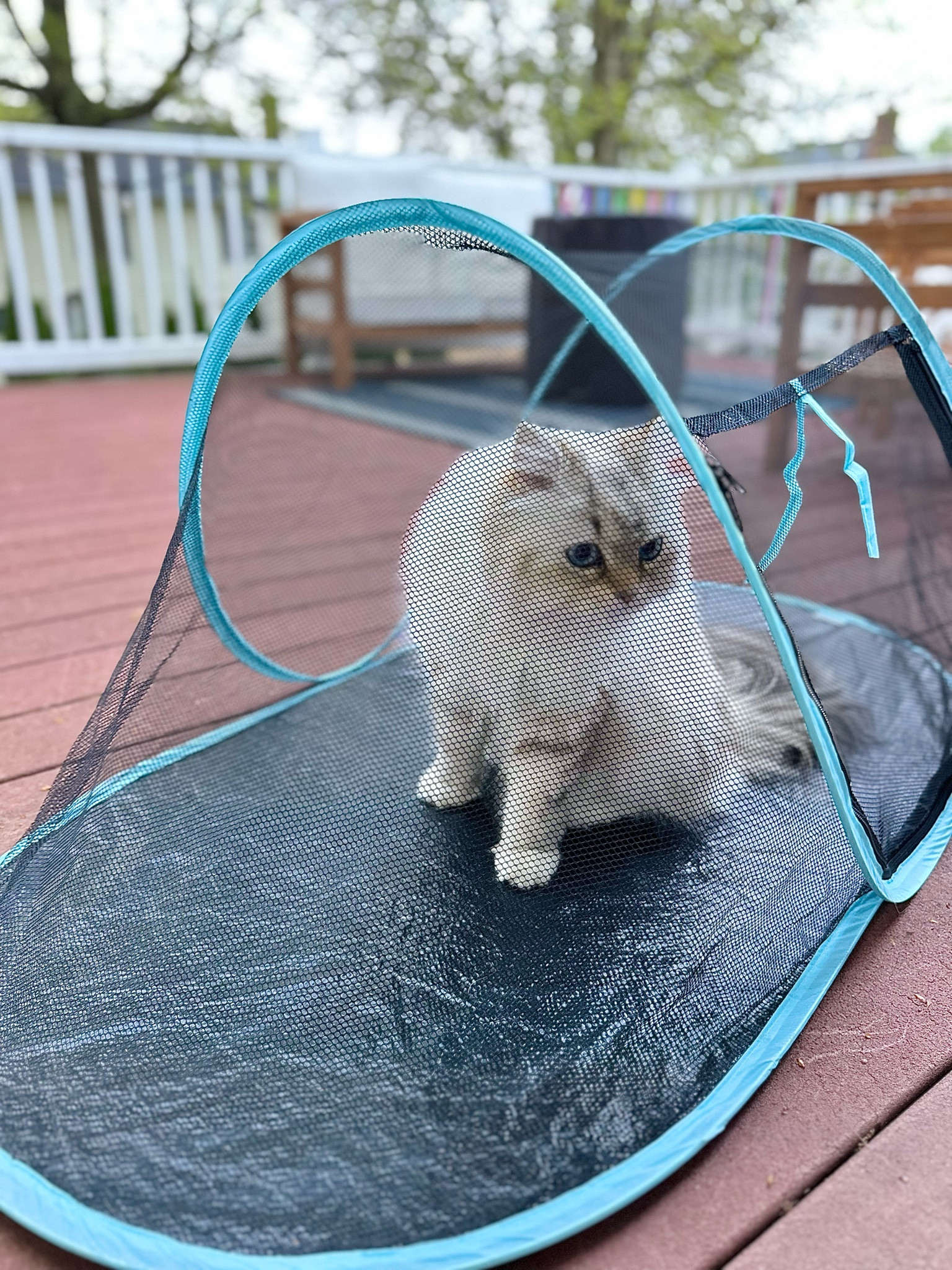 CAT TENT!  our indoor cat wants to be an outdoor cat - this has been the perfect compromise and he loves it!

#cat #amazon #pet

#LTKfindsunder50 #LTKfamily #LTKhome