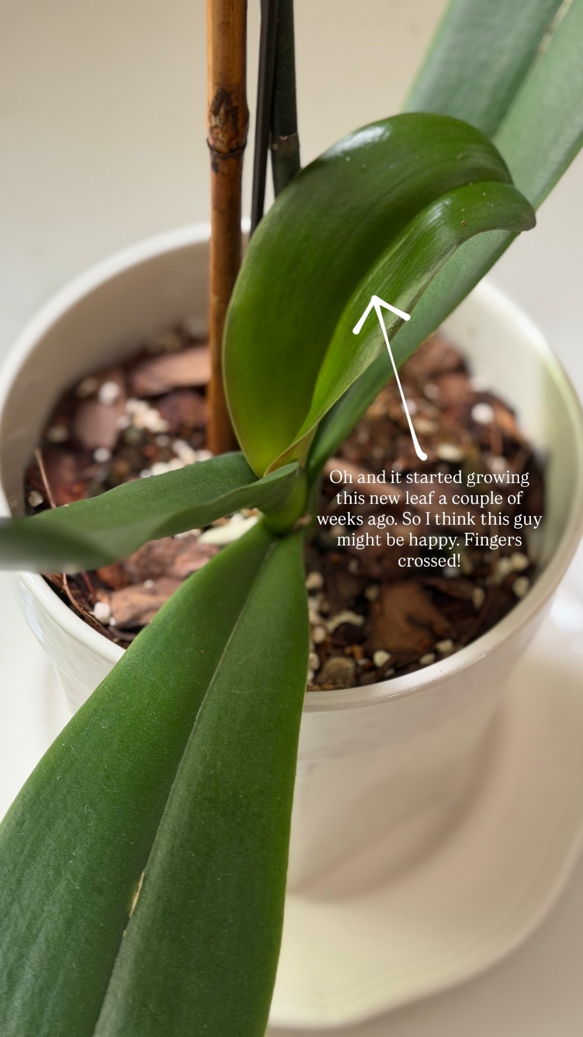 Oh and it started growing this new leaf a couple of weeks ago. So I think this guy might be happy. Fingers crossed!