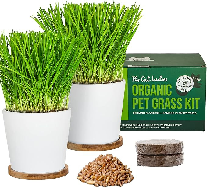 The Cat Ladies Cat Grass Growing kit with Organic Cat Grass Seed, Soil and Two Ceramic Planters w... | Amazon (US)