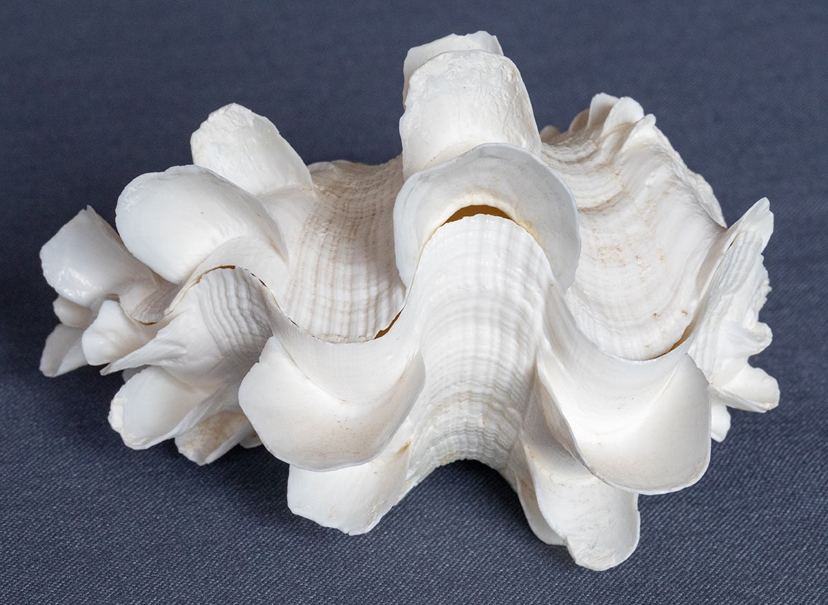 Whole Fluted TRIDACNA SQUAMOSA CLAM SEASHELL 4 1/4" x 3 3/4" Matching Pair | eBay | eBay US