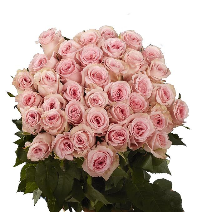 Pink Roses- 50 Fresh Flowers- Beautiful Gift- Next Day Delivery | Amazon (US)