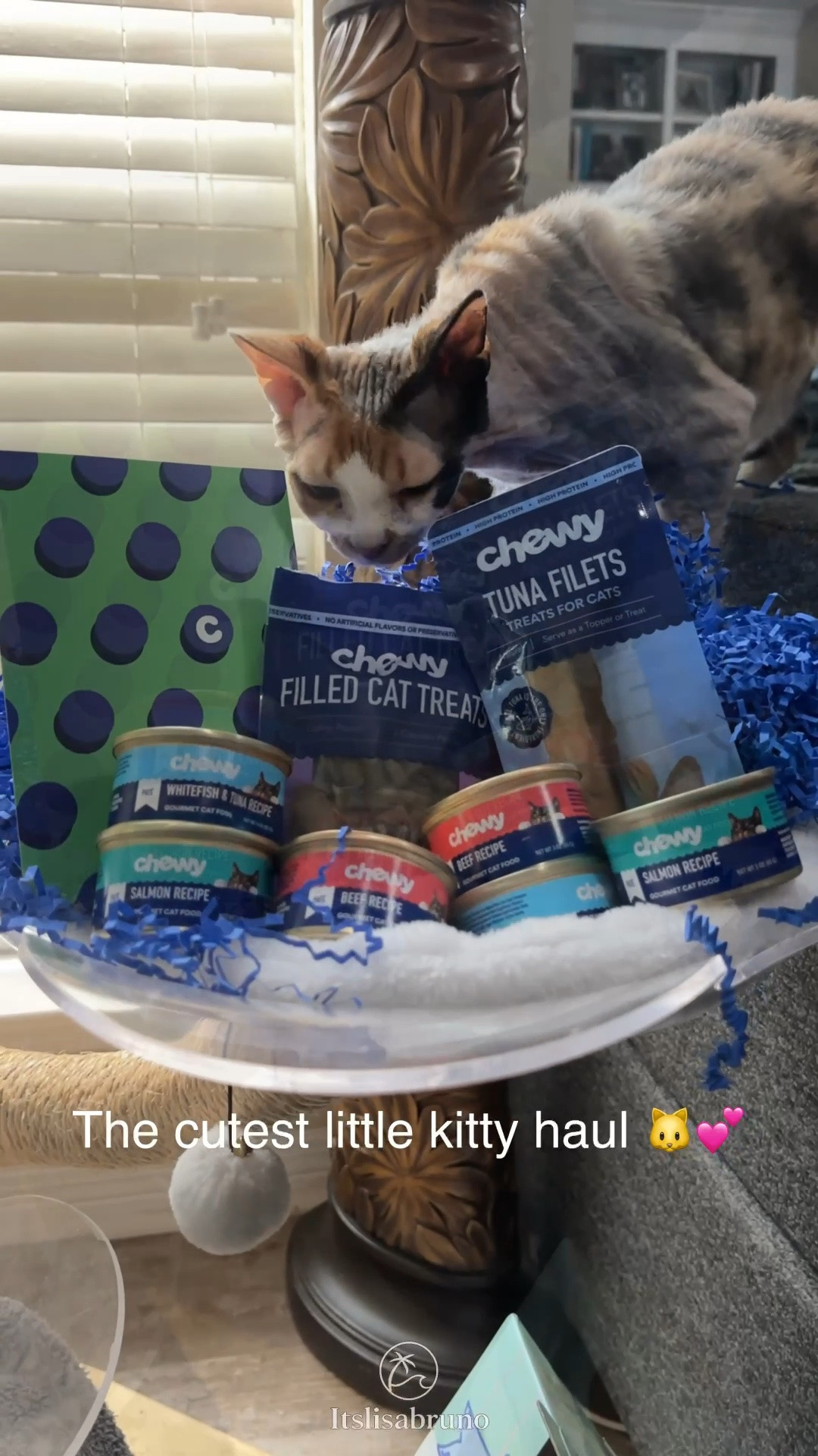 Kitty mail is the best mail! 😻📦 🐾

Thank you, @Chewy , for the adorable goodies. Watching my sweet kitty inspect every treat was the cutest part. Sharing some of our favorites for fellow cat parents—shop similar finds below!

#Chewy  #CatMom #CatLover #CatEssentials #CatToys #CatProducts #PetFavorites #Gifted #LTKPets #LTKHome #LTKCreator #PetLifestyle #CatLife #PetFinds

#LTKdayinmylife #LTKHome #LTKmomlife