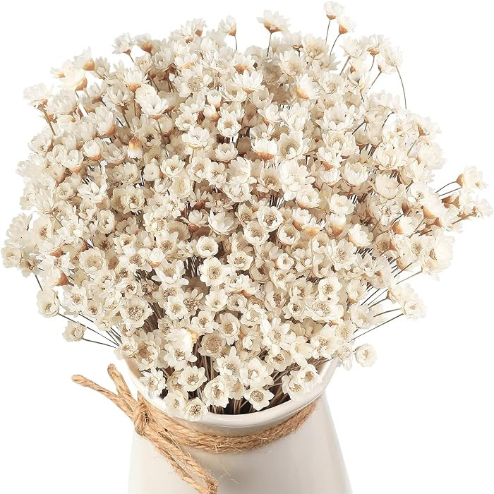 500 Pcs Natural Dry Flowers Mini Chamomile Small Star Daisy Dried Flowers Decorative White Daisy ... | Amazon (US)
