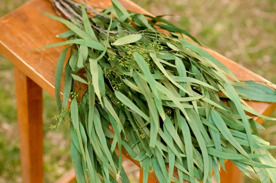 Preserved Green Seeded Willow Eucalyptus Willow Eucalyptus - Etsy | Etsy (US)