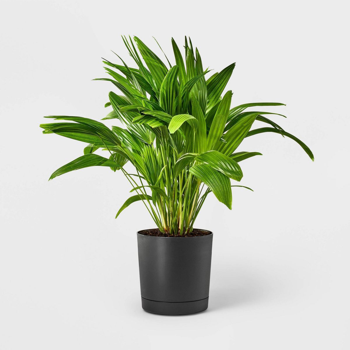 Hilton Carter for Target Live 10" Chinese Fan Palm Houseplant | Target