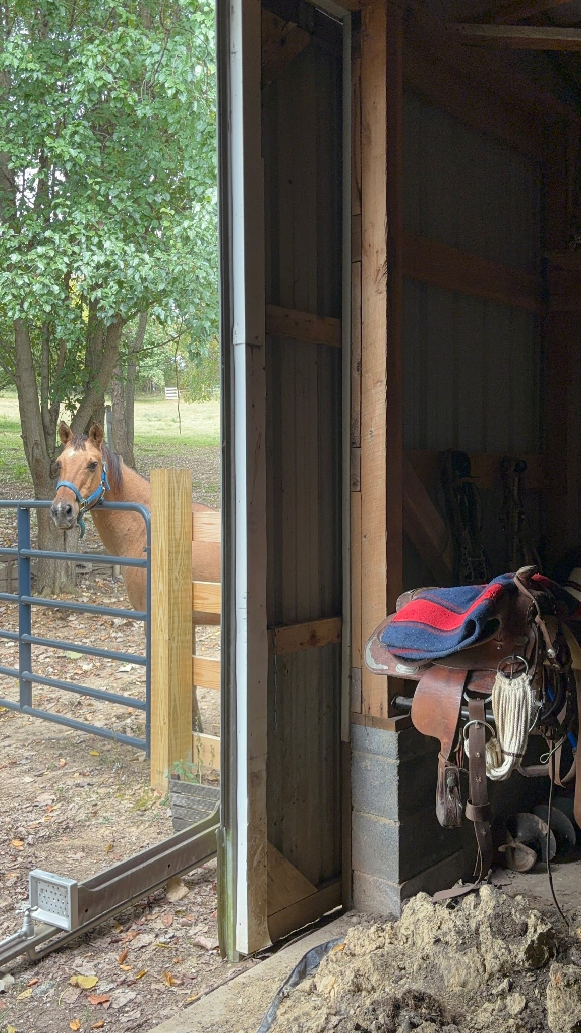 Hi Scout 👋🏼

#LTKPets