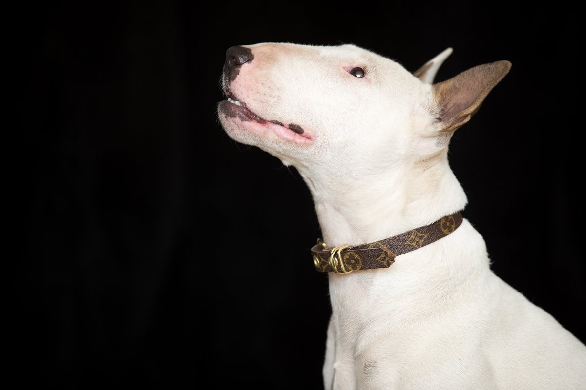 Skinny Dog Collar | Vintage Boho