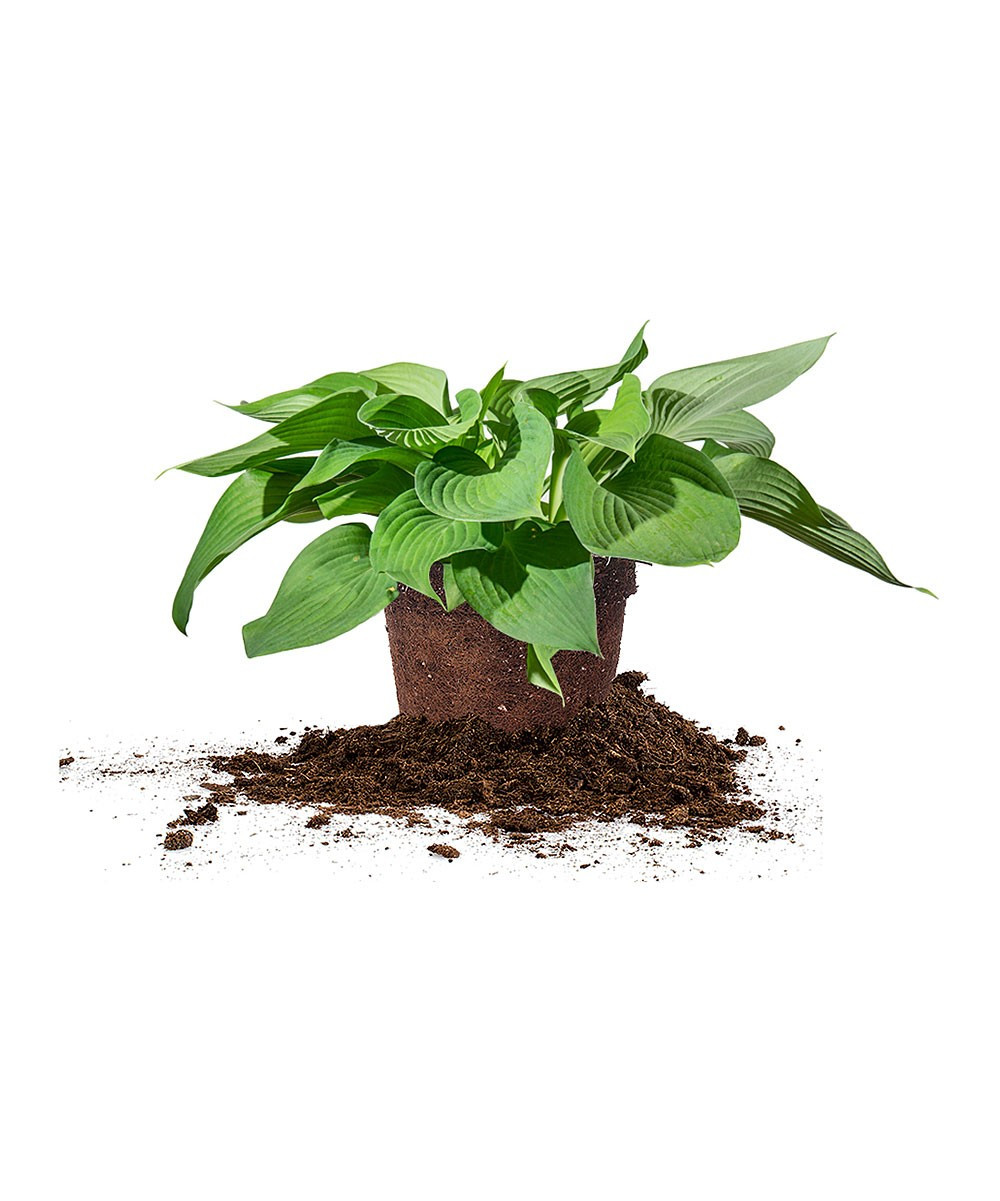 Perfect Plants Pre-Planted Plants - Live Halcyon Hosta Plant | Zulily