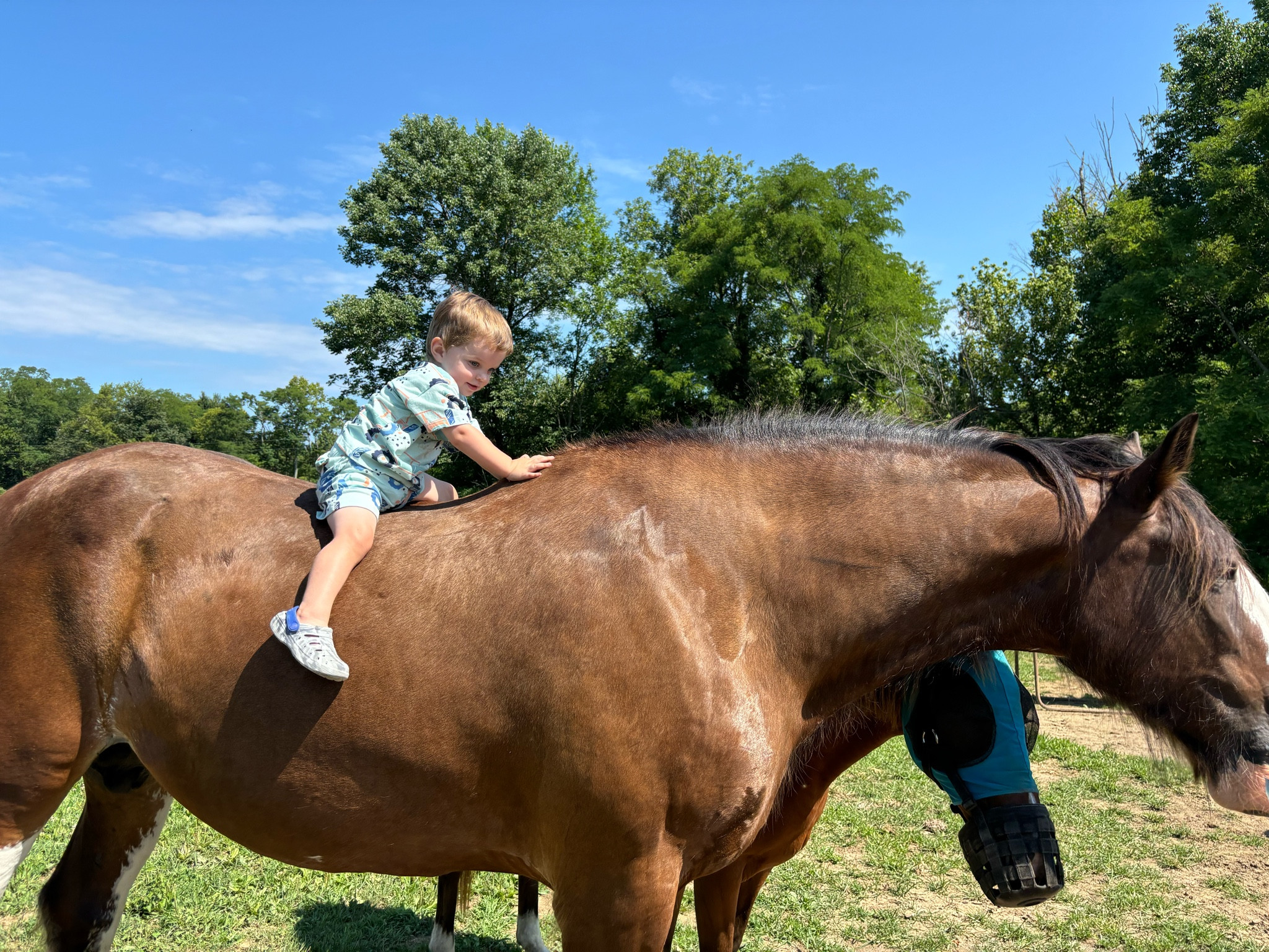 Obviously had to go big or go home for his first horse ride 🤪 our fav patient gentle giant Clydesdale was a fine optionn

#LTKKids #LTKFamily #LTKBacktoSchool