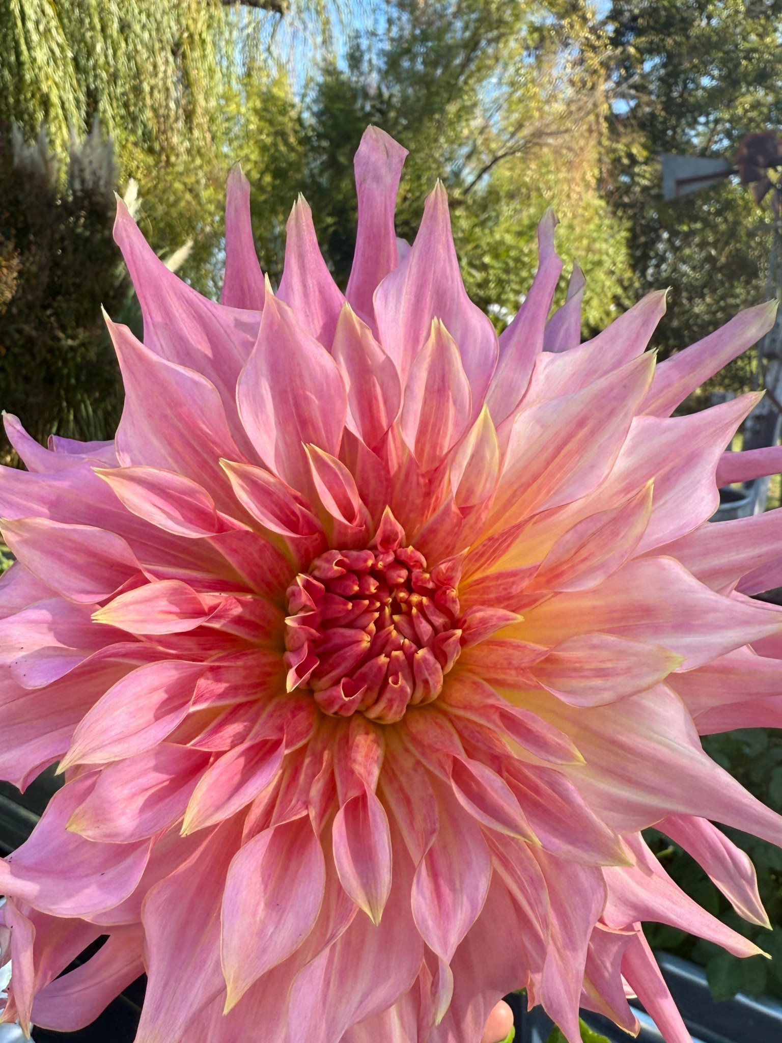 Gorgeous dahlia in a raised garden bed!! I shared the bulb, the metal stock tanks we used and the soil! This will make a great gift for mom, dad or the gardener in your life! ❤️ 

#LTKGiftGuide #LTKHome #LTKFindsUnder50
