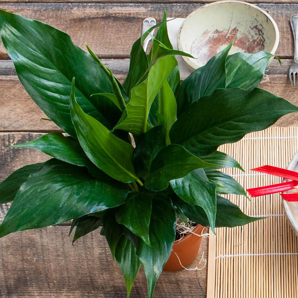 4 in. High Five Peace Lily, Live Potted Tropical Plant in Pot (1-Pack) | The Home Depot