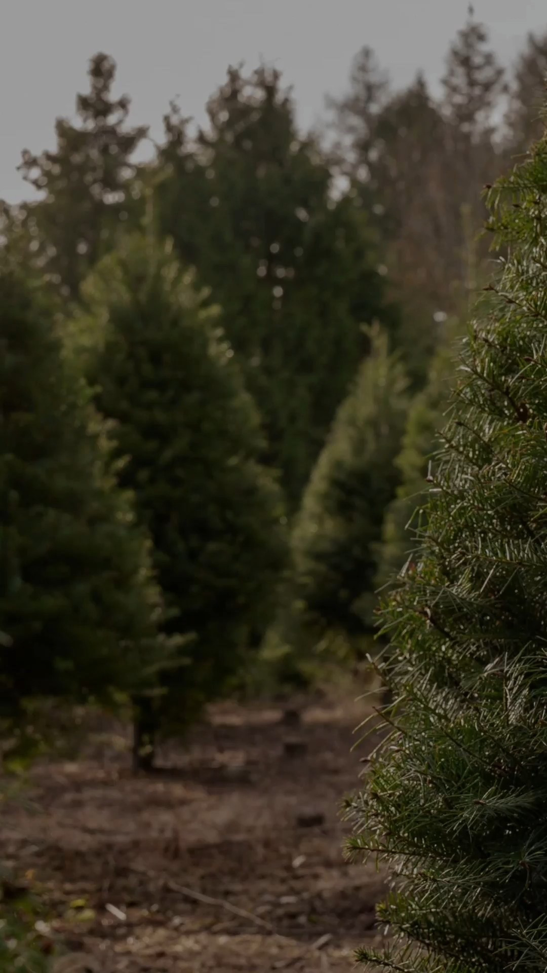 I’m debating on which of these two Old Navy outfits to get our 3 month old for our Christmas photos. They’re both on sale, and will be so cute at the Christmas tree farm 🌲

#LTKBaby #LTKHoliday #LTKSeasonal