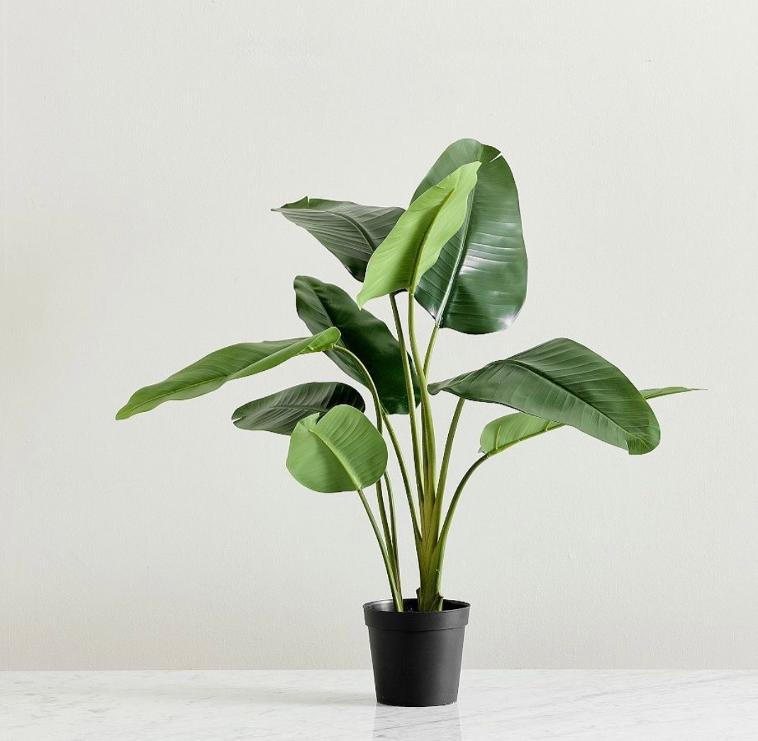 Beautiful faux plant! It’s on clearance right now too! 

Faux plants, banana plant, home decor,

#LTKU #LTKHome #LTKSaleAlert