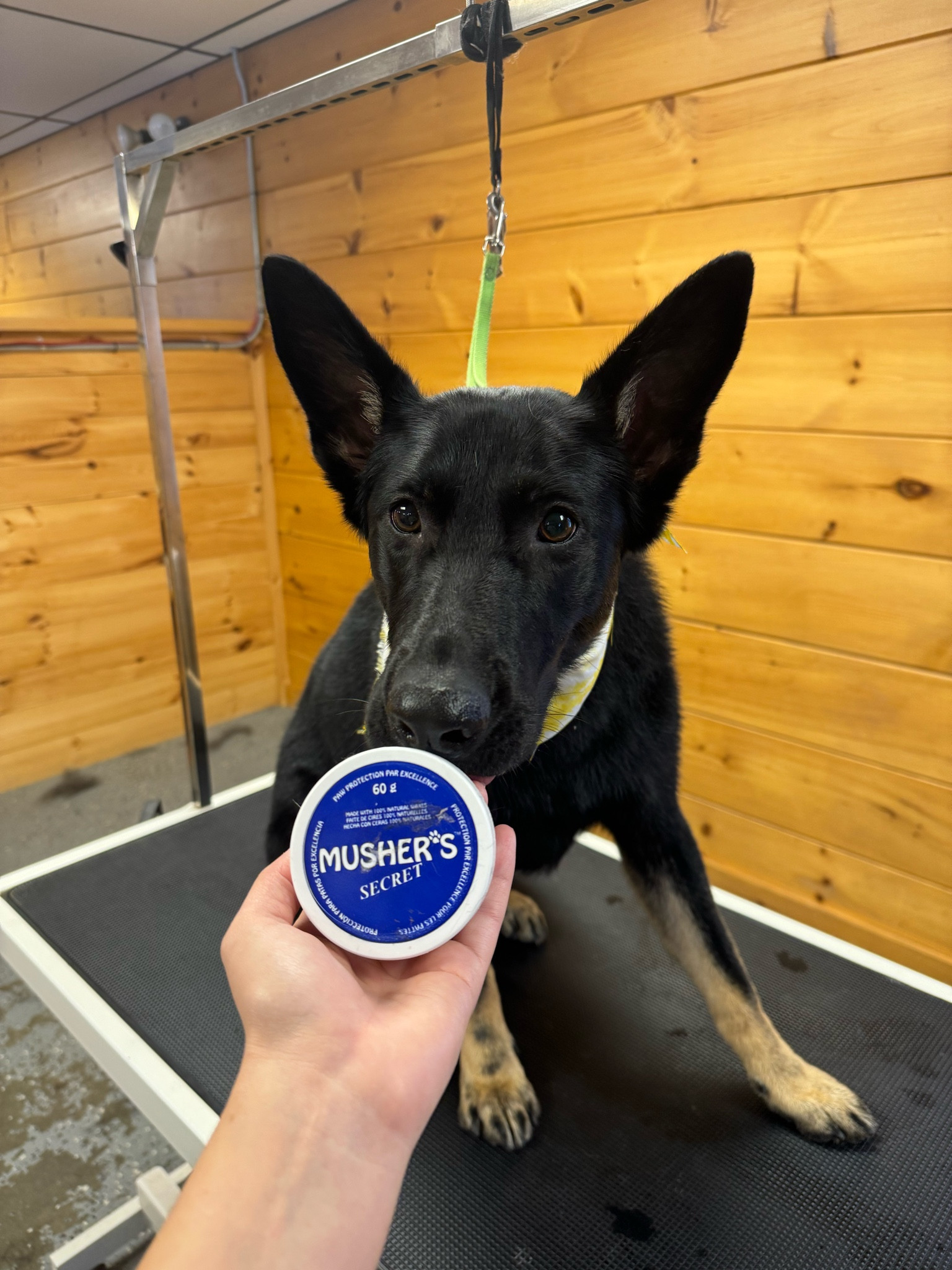 I LOVE THIS STUFF! Use it on all my groomings and own dog during the winter! 

#LTKbeauty #LTKfindsunder50 #LTKSeasonal