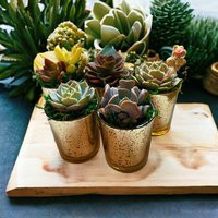 Decadent Gold Succulent Pot | Succulent Favor Event Decor| 2 Inch Potted Plant | Etsy (US)