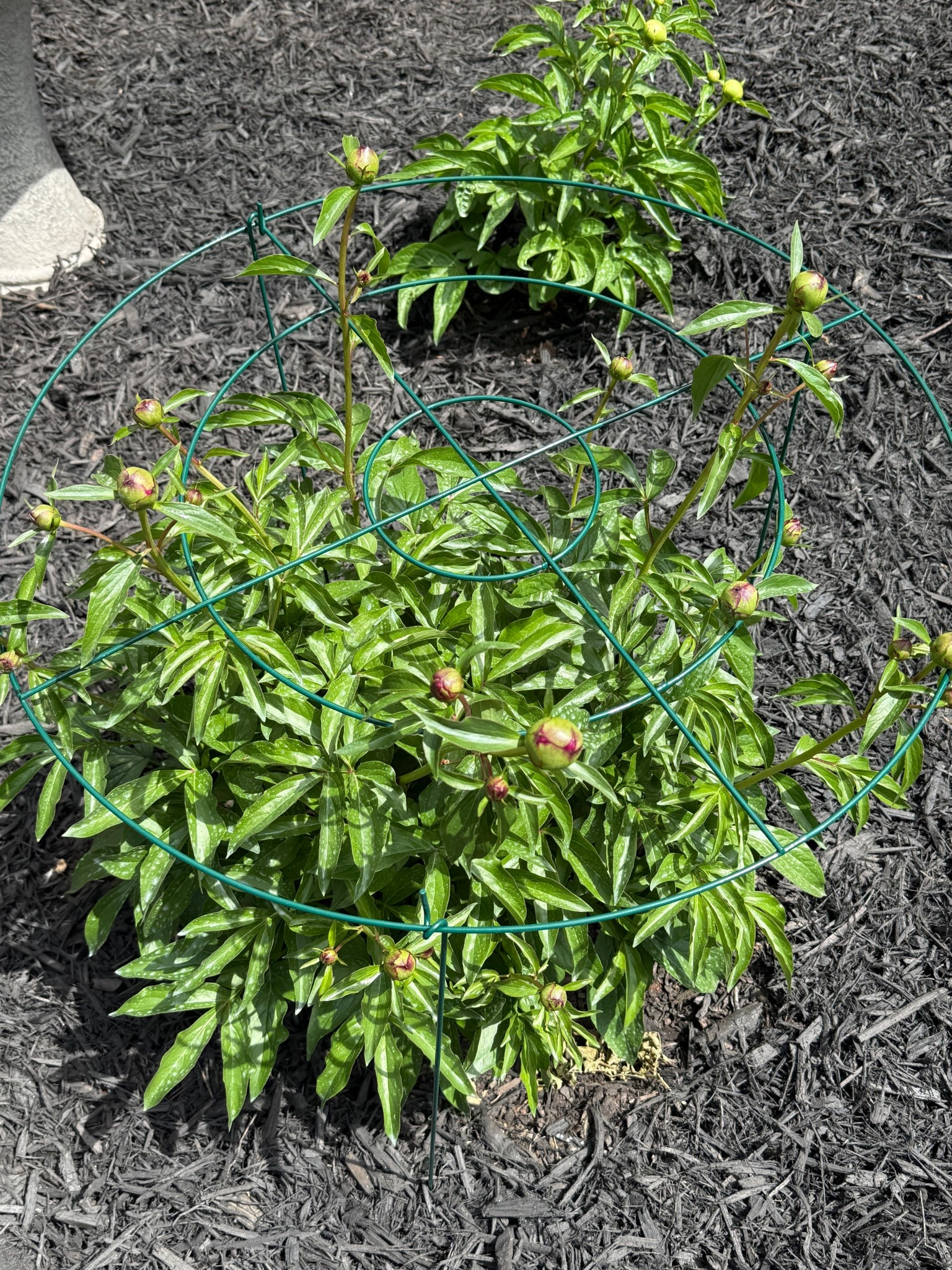 If you have peonies, you need this!  It’s the best plat support for their large heavy flowers. 

#amazonfind