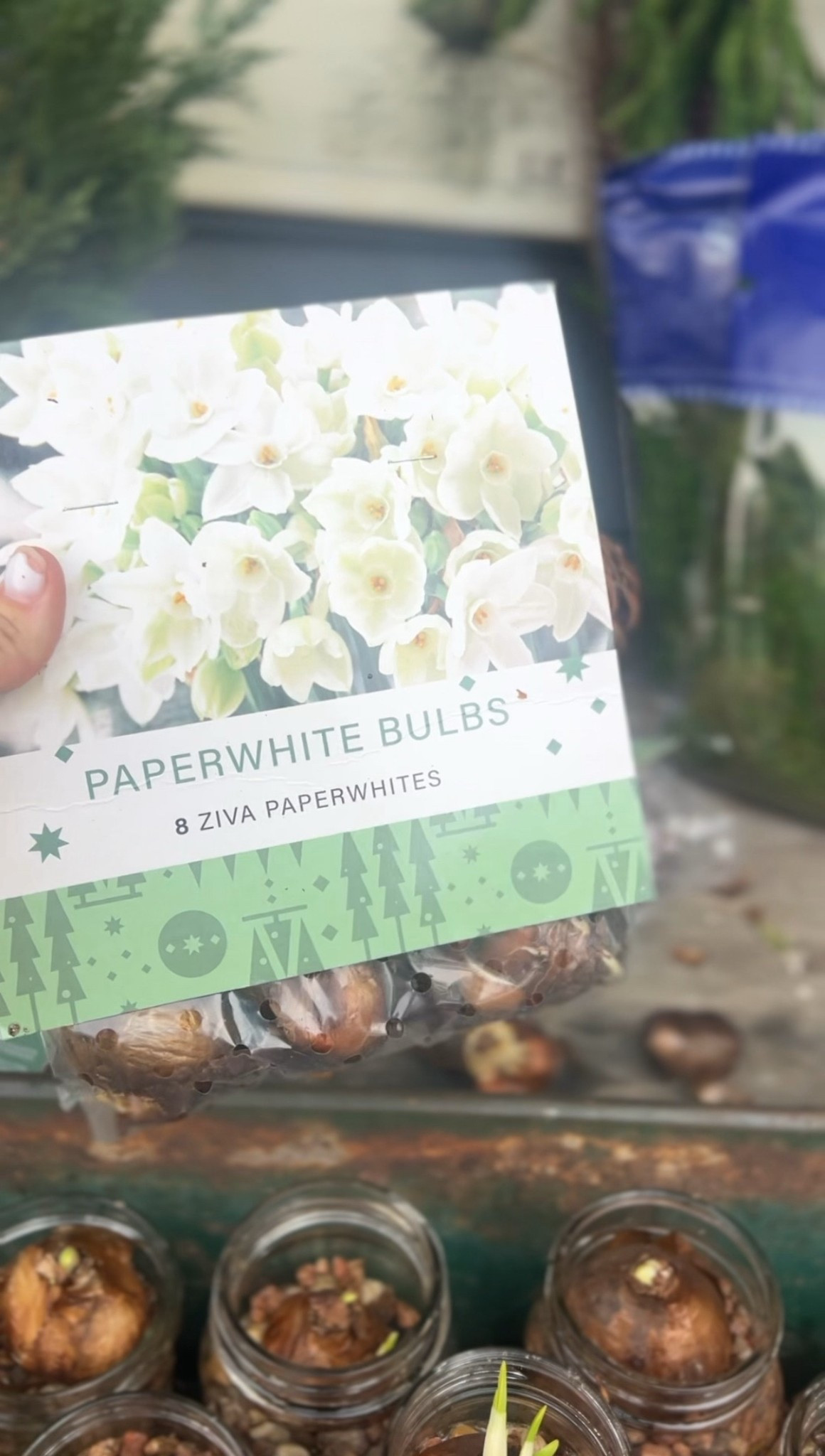 Paperwhite bulbs! I used the Ziva variety and they are said to be a bit smelly to some people. You can also look for Inbal which are not smelly. Either way they are all gorgeous! Linked a variety below!

#LTKHoliday #LTKSeasonal #LTKHome