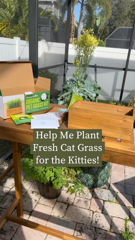 Help me plant fresh cat grass for the kitties!! 🍃 Louis and Olivia are loving this organic cat grass! The seeds grew so fast and the planter is great quality! 

#LTKhome #LTKfamily #LTKMostLoved