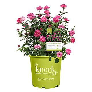 1 Gal. Pink Double Knock Out Rose Bush with Pink Flowers | The Home Depot