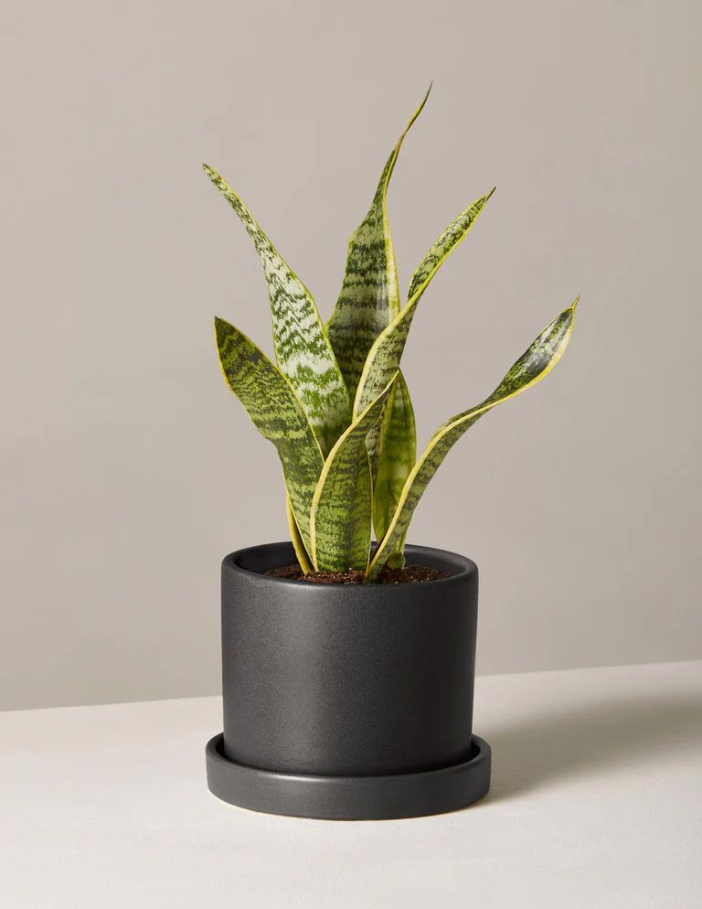 Snake Plant Laurentii | The Sill