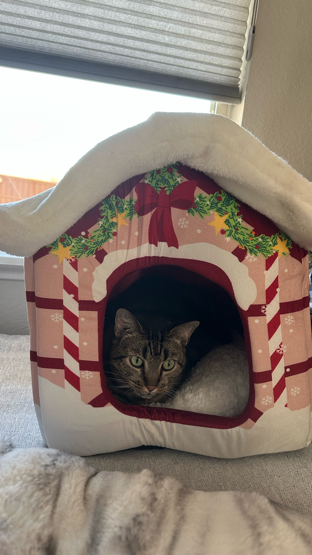 Cat or dog holiday bed ! 
Holiday decor
Christmas decorations 

#LTKHoliday #LTKPets #LTKGiftGuide