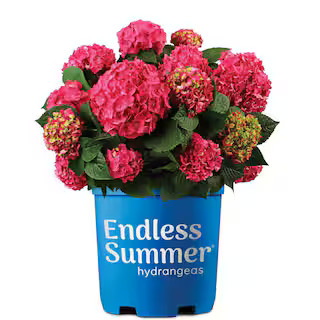 1 Gal. Summer Crush Reblooming Hydrangea Flowering Shrub with Raspberry Red Flowers | The Home Depot