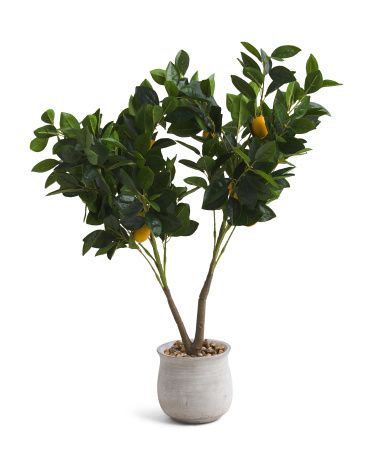 32in Lemon Plant In Cement Pot | TJ Maxx