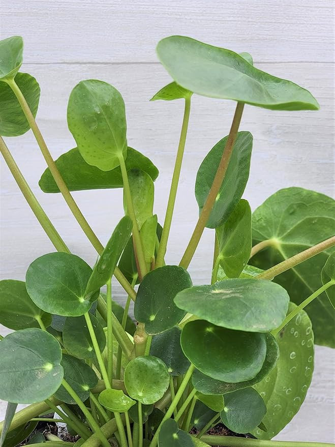 Pilea Peperomioides aka Chinese Money Plant UFO Plant Live Rare House Plants (All Plants are Full... | Amazon (US)