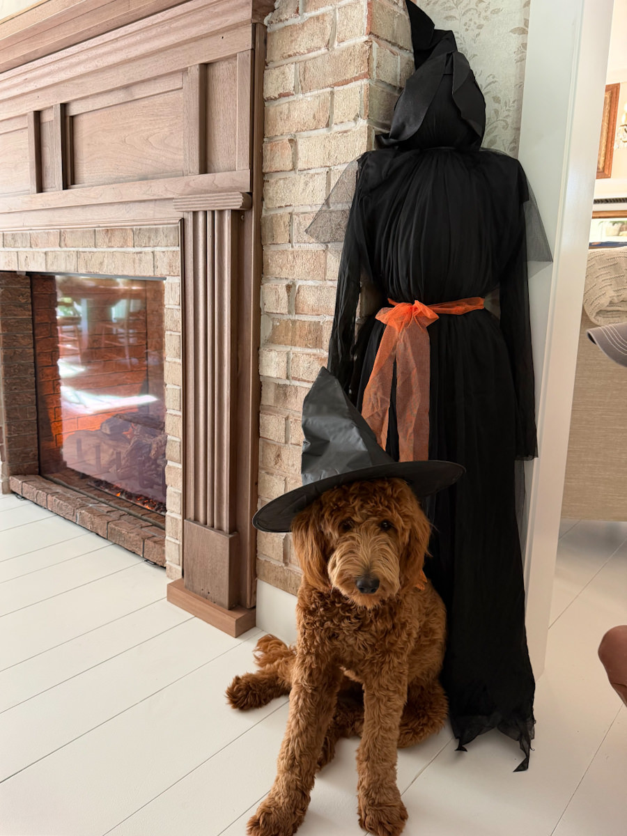 I added some dark and spooky decor into my Fall home decor this year. I love how simple this witch decor is.  

 #LTKSeasonal #LTKHome