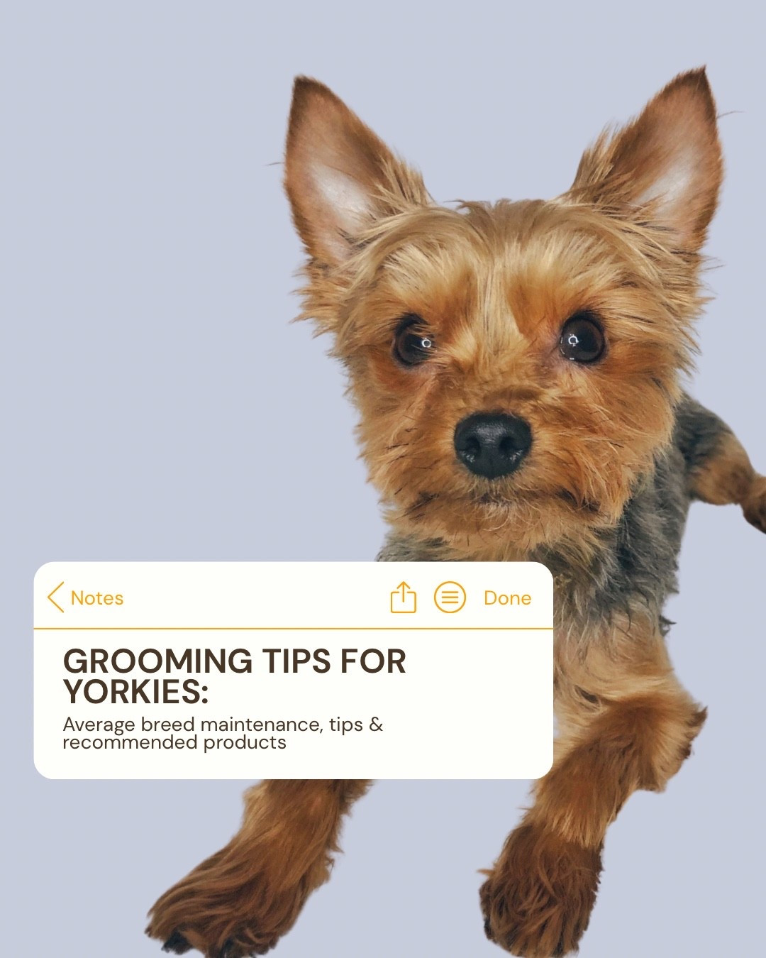 GROOMING TIPS FOR YORKIES 🐾
Average breed maintenance, tips & recommended products #LTKPets #LTKDogs 

Yorkies may be small, but their grooming needs are anything but. With a fine, hair-like coat (not fur), regular maintenance is key to keeping them comfortable, mat-free, and looking their best.

✨ Coat Care
Yorkies need brushing several times a week - daily if they’re kept in a longer style. A soft slicker brush paired with a lightweight detangling spray helps prevent breakage and matting, especially behind the ears, under the legs, and around the collar area.

🛁 Bathing Routine
Every 2–4 weeks is ideal. Use a gentle, moisturizing shampoo formulated for fine coats, followed by a light conditioner to maintain softness without weighing the hair down.

✂️ Haircuts & Trims
Whether you prefer a traditional long coat or a puppy cut, consistency matters. Regular trims around the eyes, feet, and sanitary areas help with hygiene and visibility between full grooms.

👂 Ears, Nails & Teeth
Clean ears weekly, keep nails short to avoid joint strain, and don’t skip dental care: Yorkies are especially prone to dental issues, so brushing teeth or using vet-approved dental chews is a must.

🧴 Recommended Products
• Lightweight detangling spray
• Soft slicker brush or pin brush
• Gentle, sulfate-free shampoo
• Light conditioner or coat oil (used sparingly)
• Small grooming scissors for eye/face trims

#LTKActive #LTKvlog #LTKdayinmylife