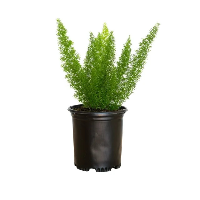 Foxtail Fern (2.5 Qt) Semi-Evergreen Perennial Plant - Live Part Sun to Shade Indoor / Outdoor Pl... | Walmart (US)