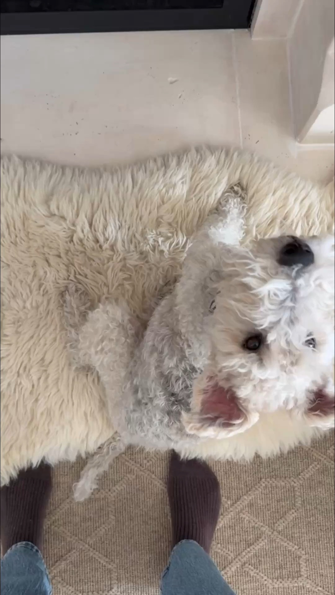 My furry fireplace friend... Cash and I both love a sheepskin layered over our woven rug in front of the fire.

#LTKSeasonal #LTKHome