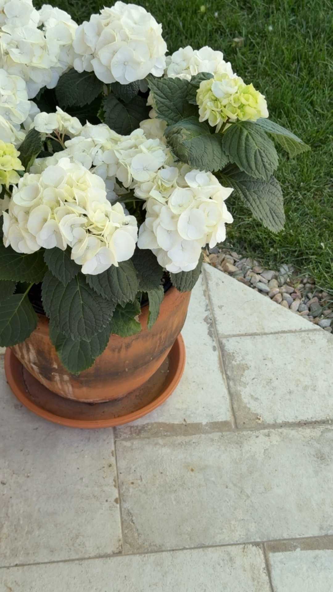 Timeless terracotta planters… love how these patina over time! 

#LTKHome #LTKSeasonal