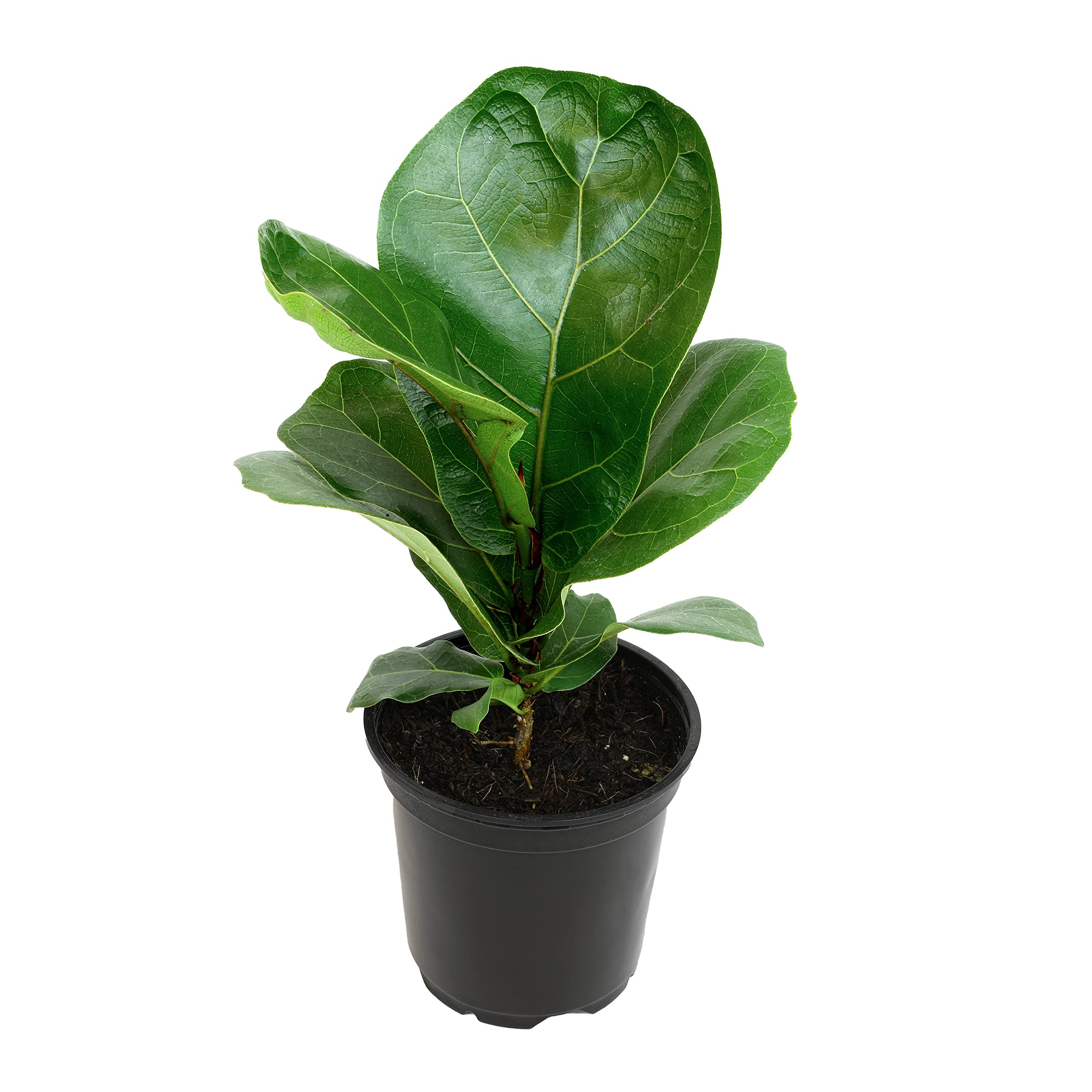Plants for Pets Ficus Lyrata Fiddle Leaf Fig Plant, House Plants Indoors Live Ficus Tree Live Pla... | Amazon (US)