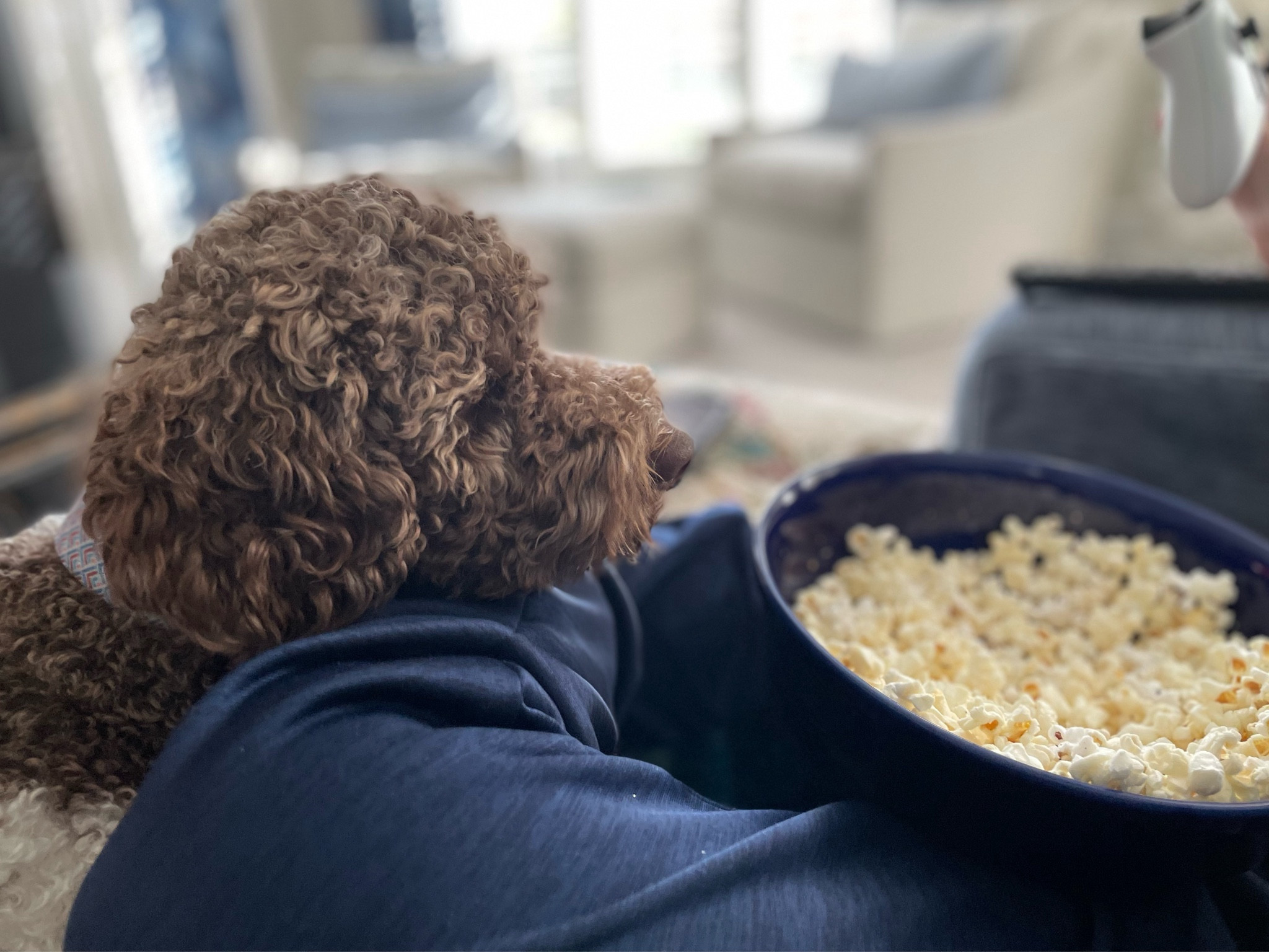 Meet Giorgio. He’s very passionate about food. Linking his fav treats and toys. #dog #puppy 

#LTKhome