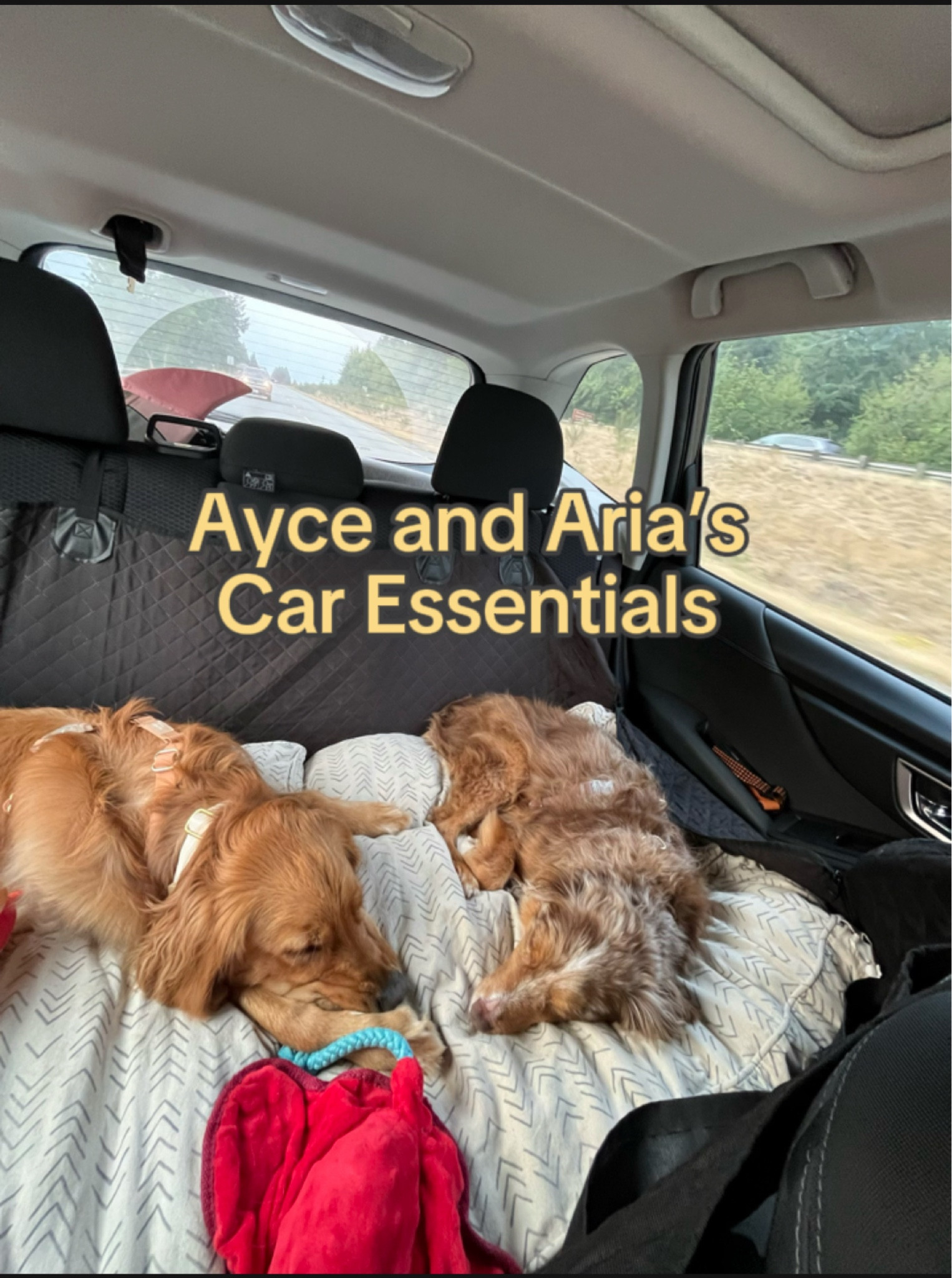 Ayce and Aria’s dog car bed & essentials! 