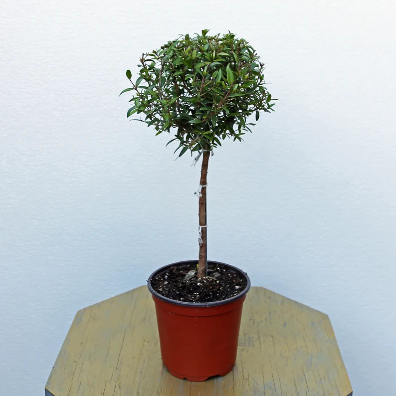 LIVE 4 inch pot Myrtle Topiary, Myrtus Bonsai Tree, Plant lover gift, Housewarming gift, Christma... | Etsy (US)