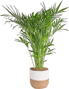 Costa Farms Cat Palm, Live Indoor Houseplant in Décor Planter, Tree-Like Floor House Plant Potte... | Amazon (US)