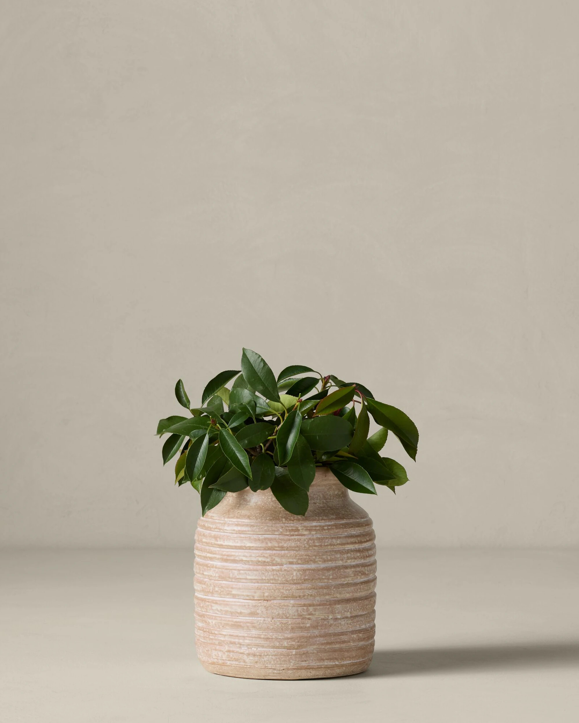 Danica Terracotta Vases | Joon Loloi | Joon Loloi