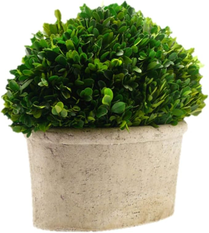 Serene Spaces Living Preserved Boxwood Oval Topiary in a Pot, Boxwood in Planters, Preserved Plan... | Amazon (US)