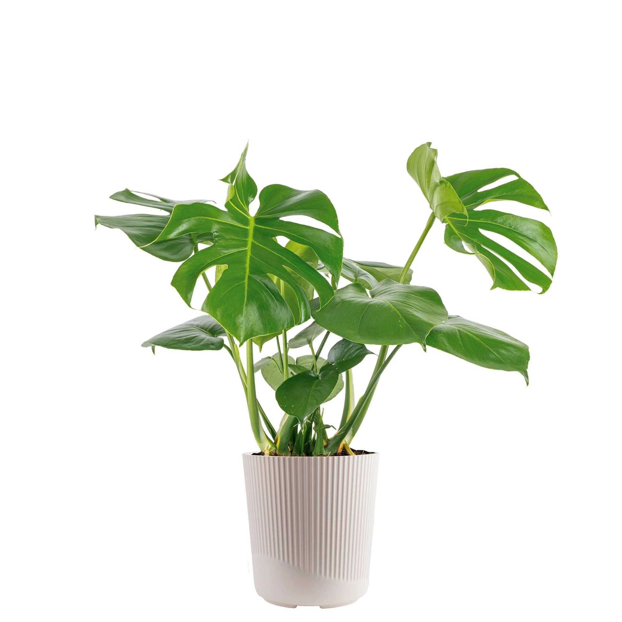 Costa Farms 24" Tall Monstera Deliciosa Live House Plants in 10" Décor Pot | Walmart (US)