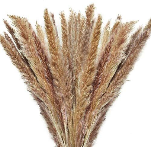 Timoo Dried Pampas Grass 60stem Natural Pampas Grass Decor Fluffy Dried Flowers for Vase, Home Decor | Amazon (US)