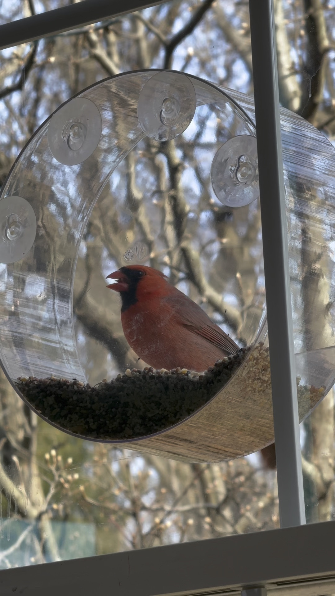 I love watching my little bird buddies all day with this window bird feeder!

#LTKHome