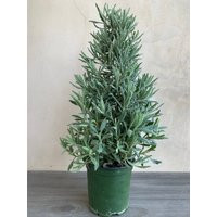 4"" Lavender Tree, Small Christmas Live Plants, Holidays | Etsy (US)