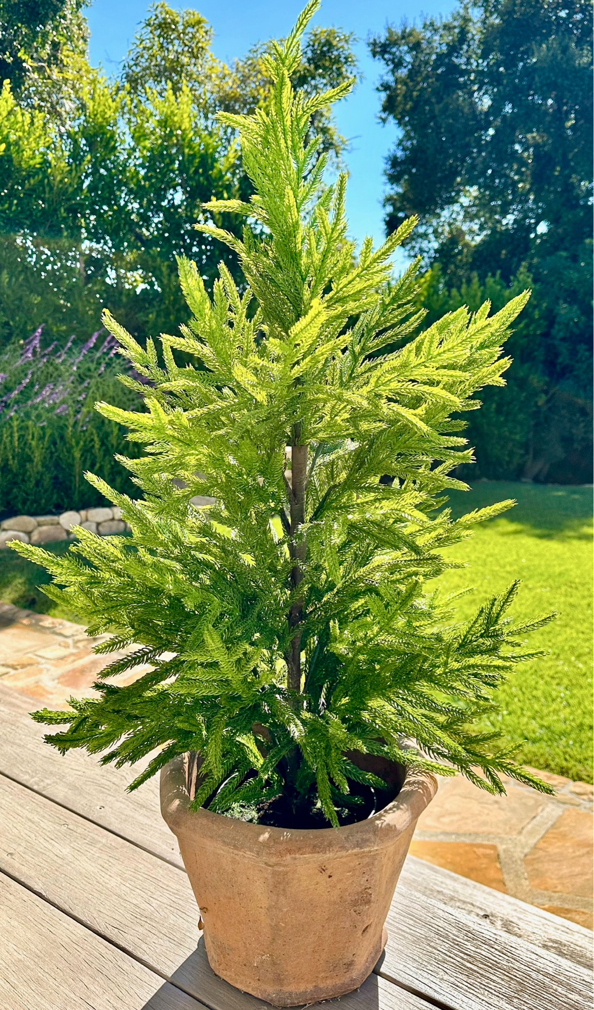 Favorite tree is back in stock just in time for the fall/holiday season! 👏🏼
At 36” it’s the perfect tree to place by your front door, the fireplace, kitchen and bedrooms. So realistic looking! 
I like placing mine in a variety of pots from clay to gold and glossy black. 🌲

Also linking other holiday favorite pieces from garland to stems and more. 🌿

#LTKSeasonal #LTKFindsUnder100 #LTKHome